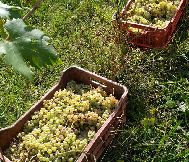 Polardo farmhouse Citta della Pieve Umbria. Produce White wine