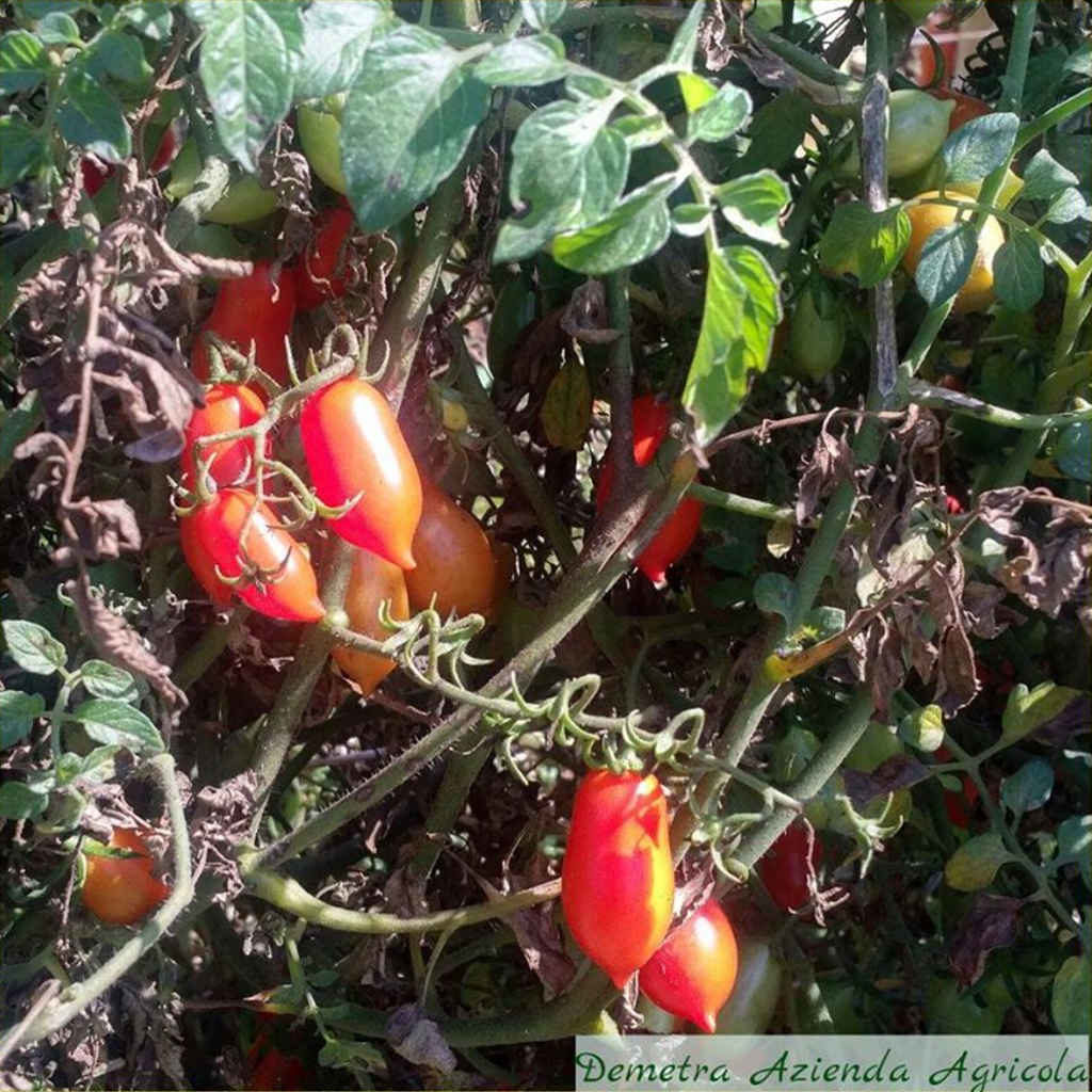 Demetra azienda agricola i suoi datterini