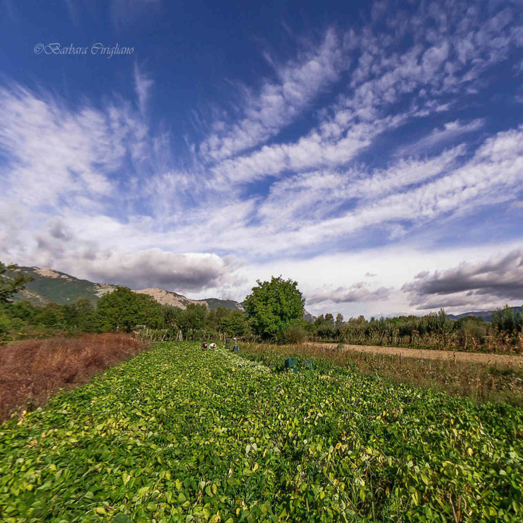 Fagioli di Sarconi Azienda agricola BIO Lauria Maria val d'Agri