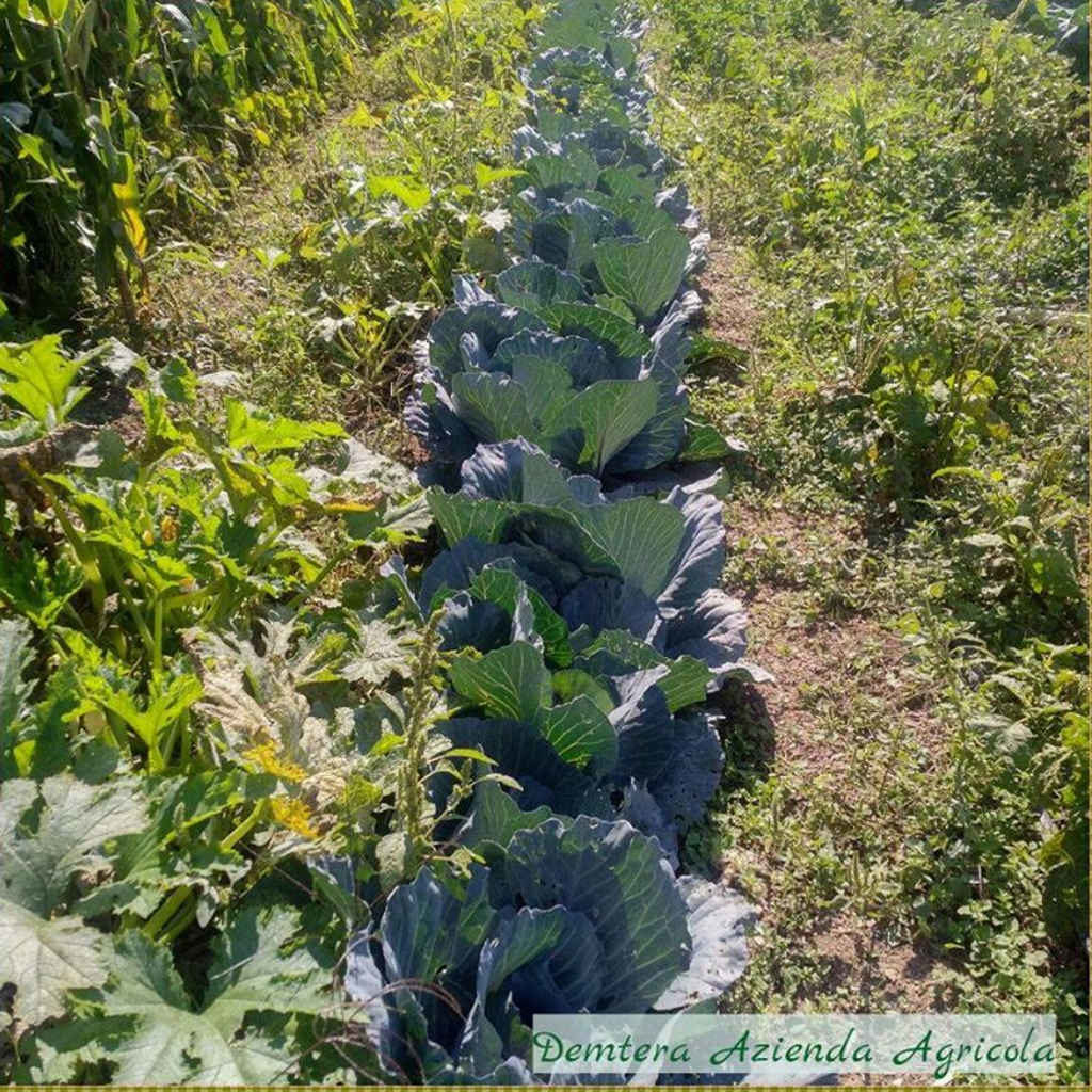 Demetra azienda agricola le verze cavoli per l'inverno