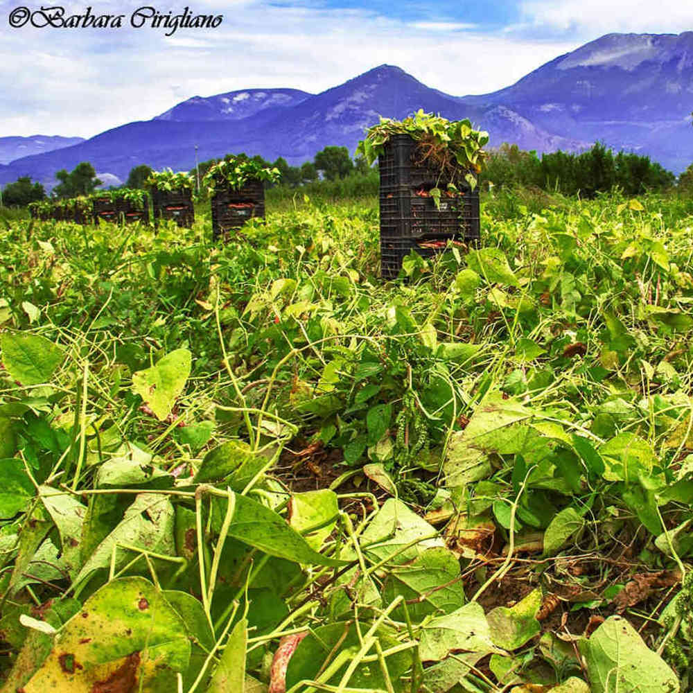 Fagioli di Sarconi Azienda agricola BIO Lauria Maria