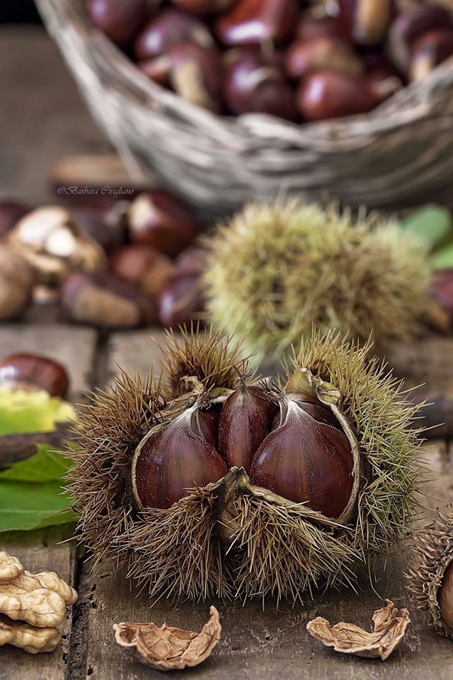 Marroni-castagne-simbolo del made in italy