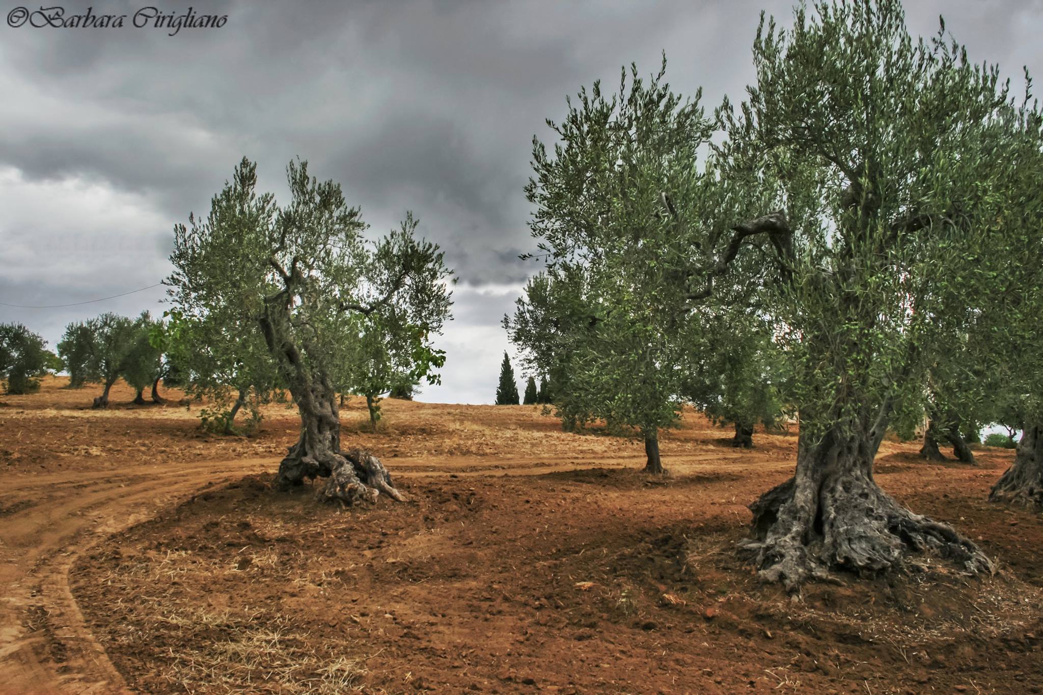 Ulivo e olio extravergine di oliva emblema della dieta mediterranea