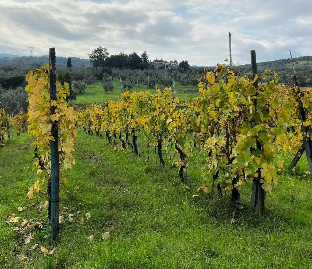 Il poggiale vino rosso morello