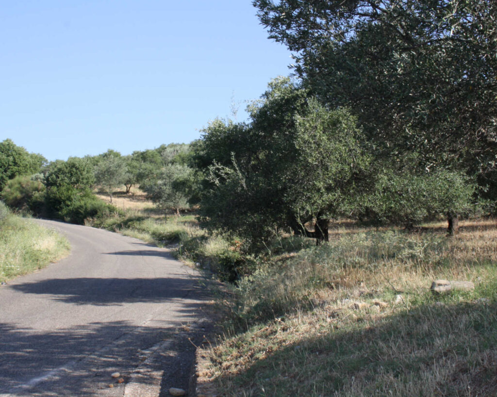 Frantorio CLAPS Uliveto sulla strada per Missanello(PZ) Basilicata